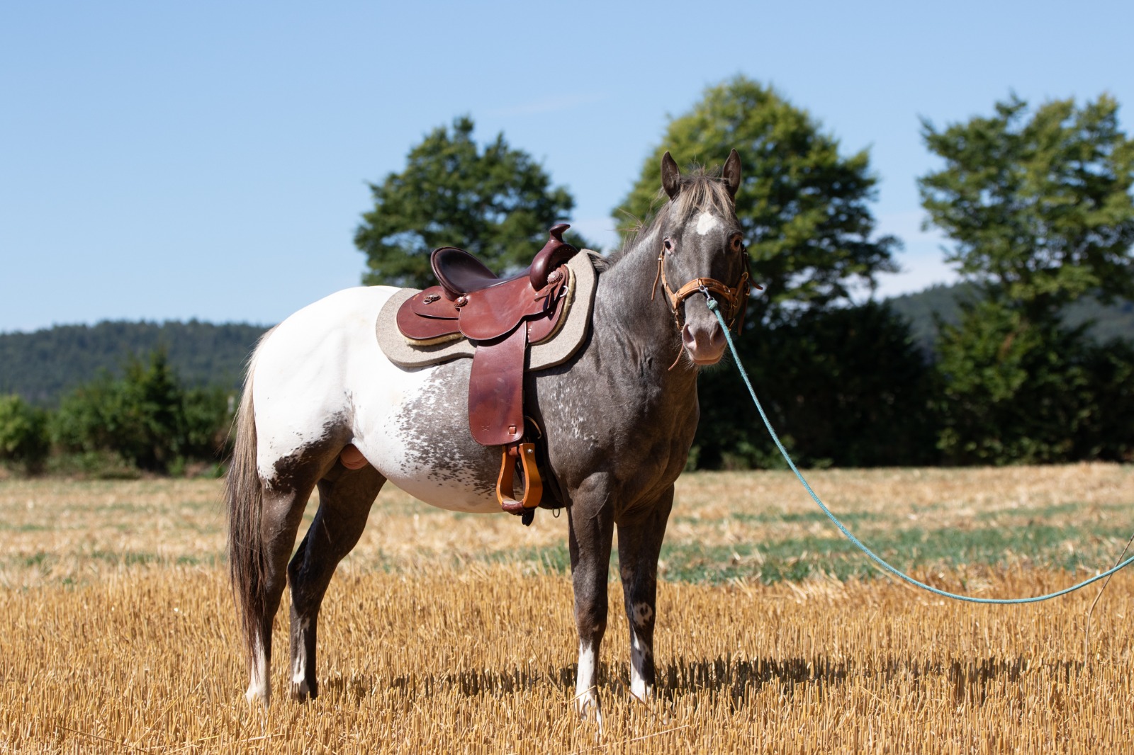 Pferd beim Horsemanship - Training auf dem Feld